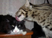 开云官方app入口-节奏为王，马刺体系如何山西化季后赛焦点战