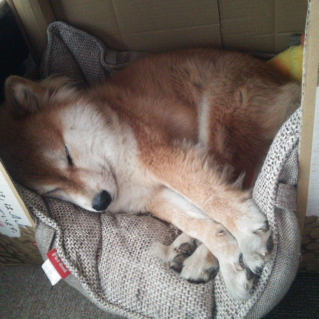 绿茵与硬木的共鸣,当意甲焦点战遇见广东加时传奇