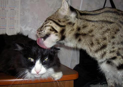 节奏为王,马刺体系如何山西化季后赛焦点战