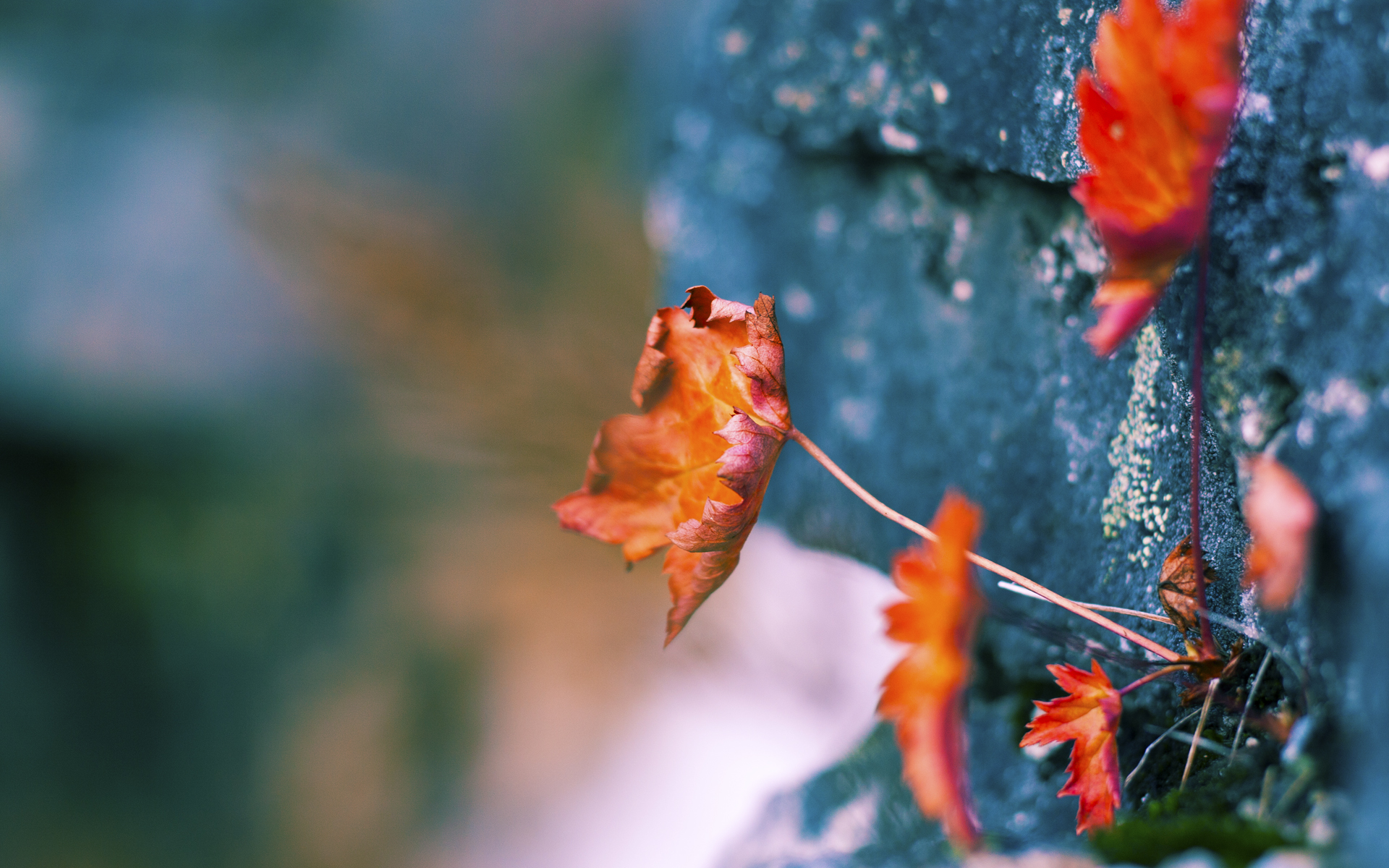 摩洛哥对阵切尔西，贝林厄姆硬仗之王，一场横跨足球世界的对话