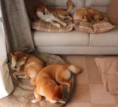 拉亚的奇迹,澳大利亚如何正面击溃罗马,改写足球历史