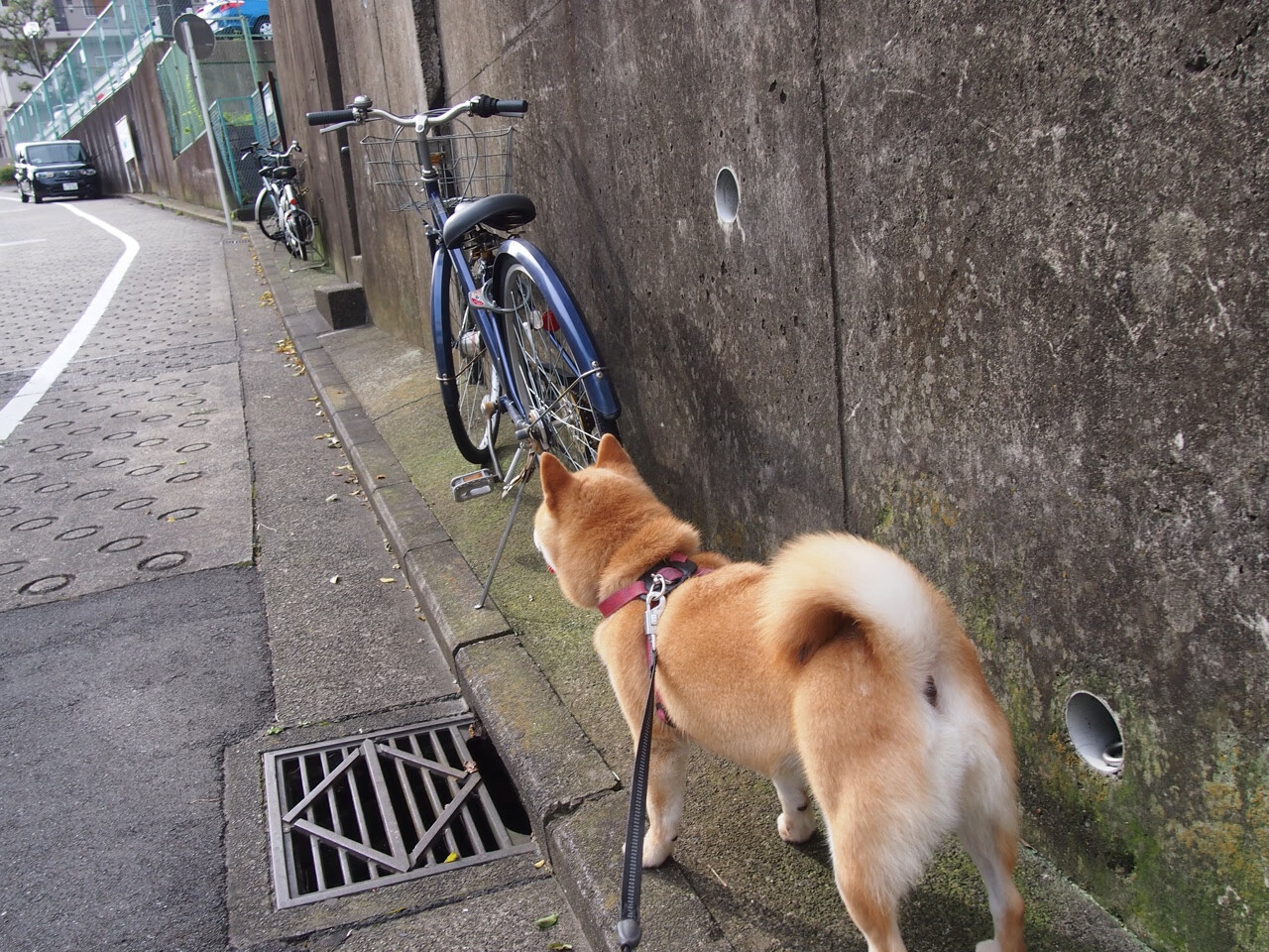 跨界传奇,当本泽马接管NBA季后赛,美国击败皇家社会的隐喻